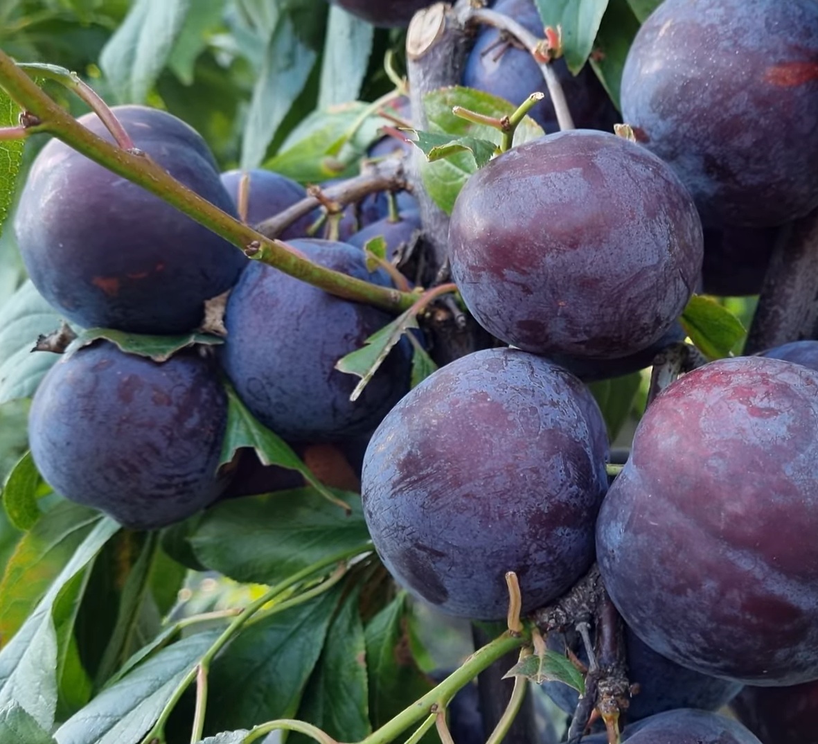 Купить саженцы гибридов слив