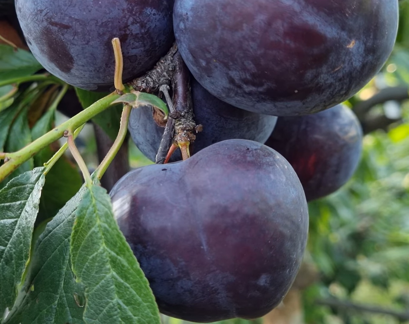 Купити Гібрид сливи "Ельдорадо" 