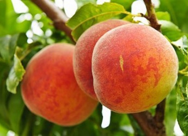 Купити Колоновидний персик "Еліс Кол"