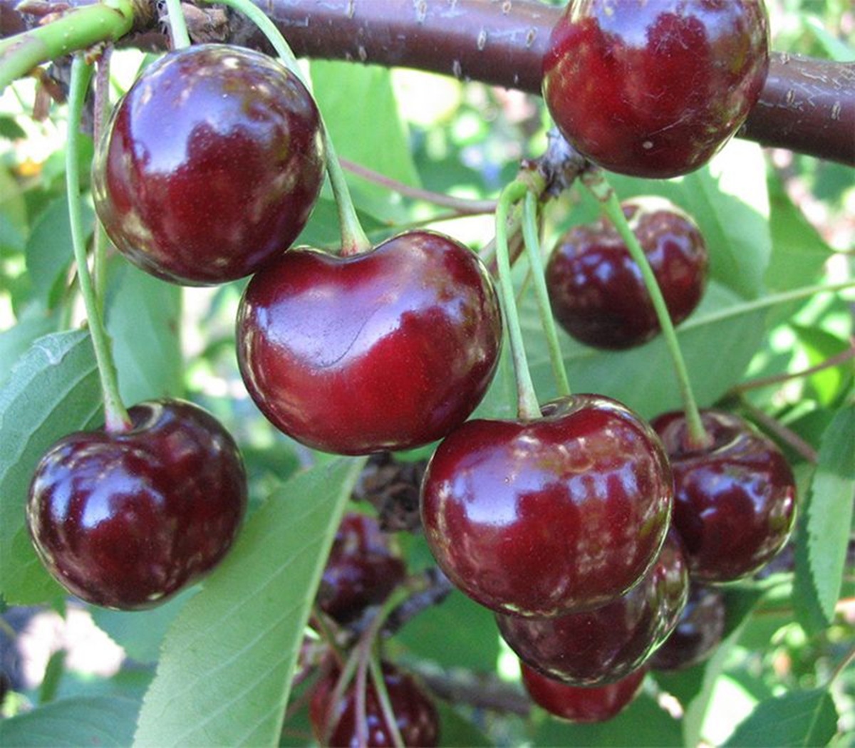 Купить Вишню "Эрди Ботермо"