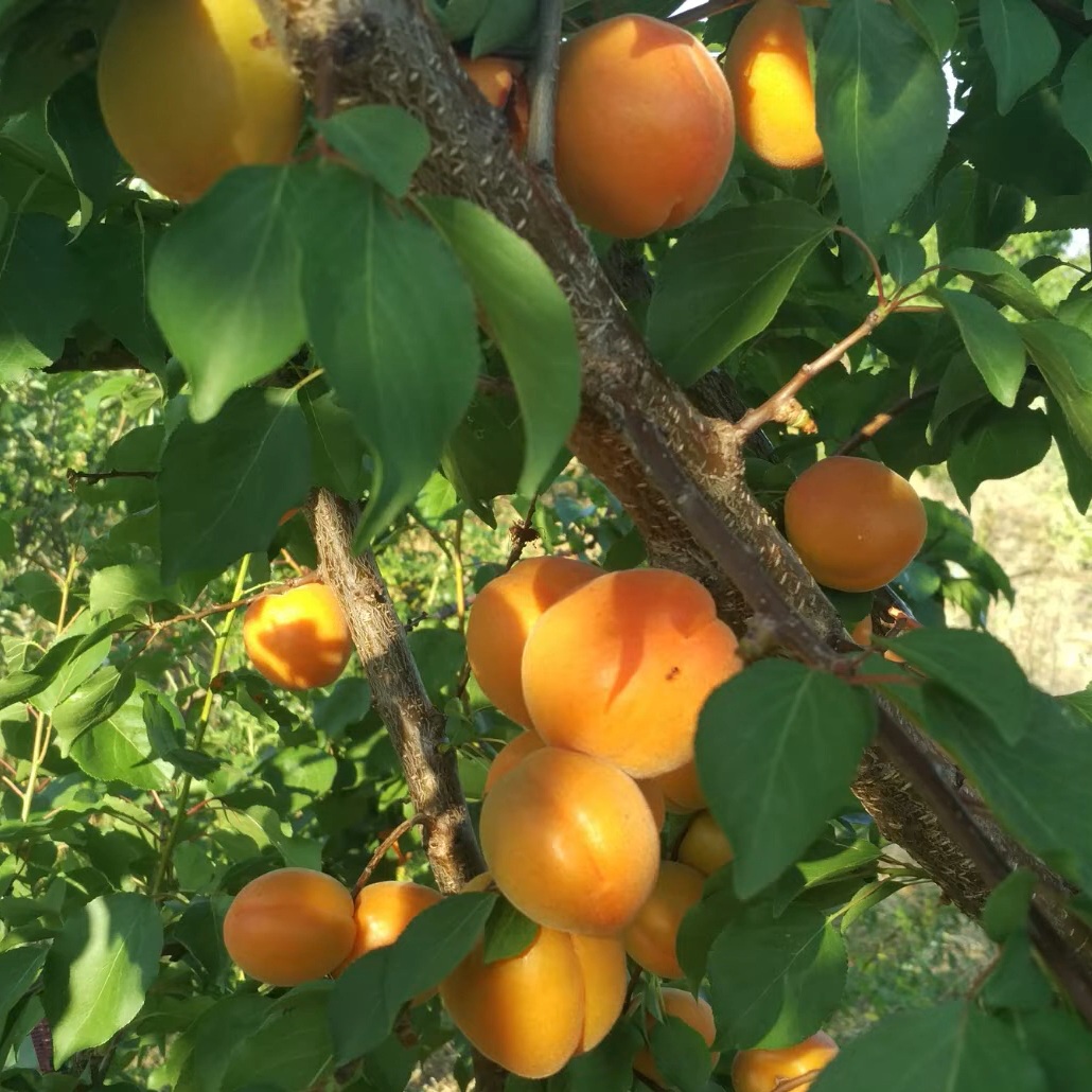 Купити Абрикос "Ерлі Блаш"