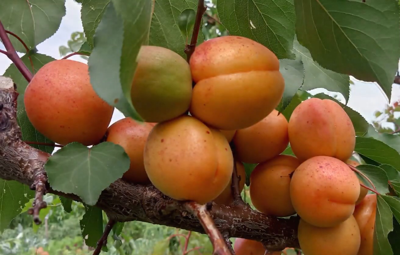 Купити Абрикос "Ерлі Блаш"