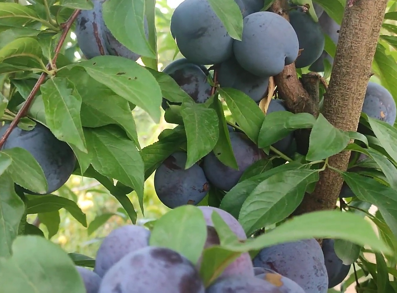 Купити Сливу "Ерлі Квін"