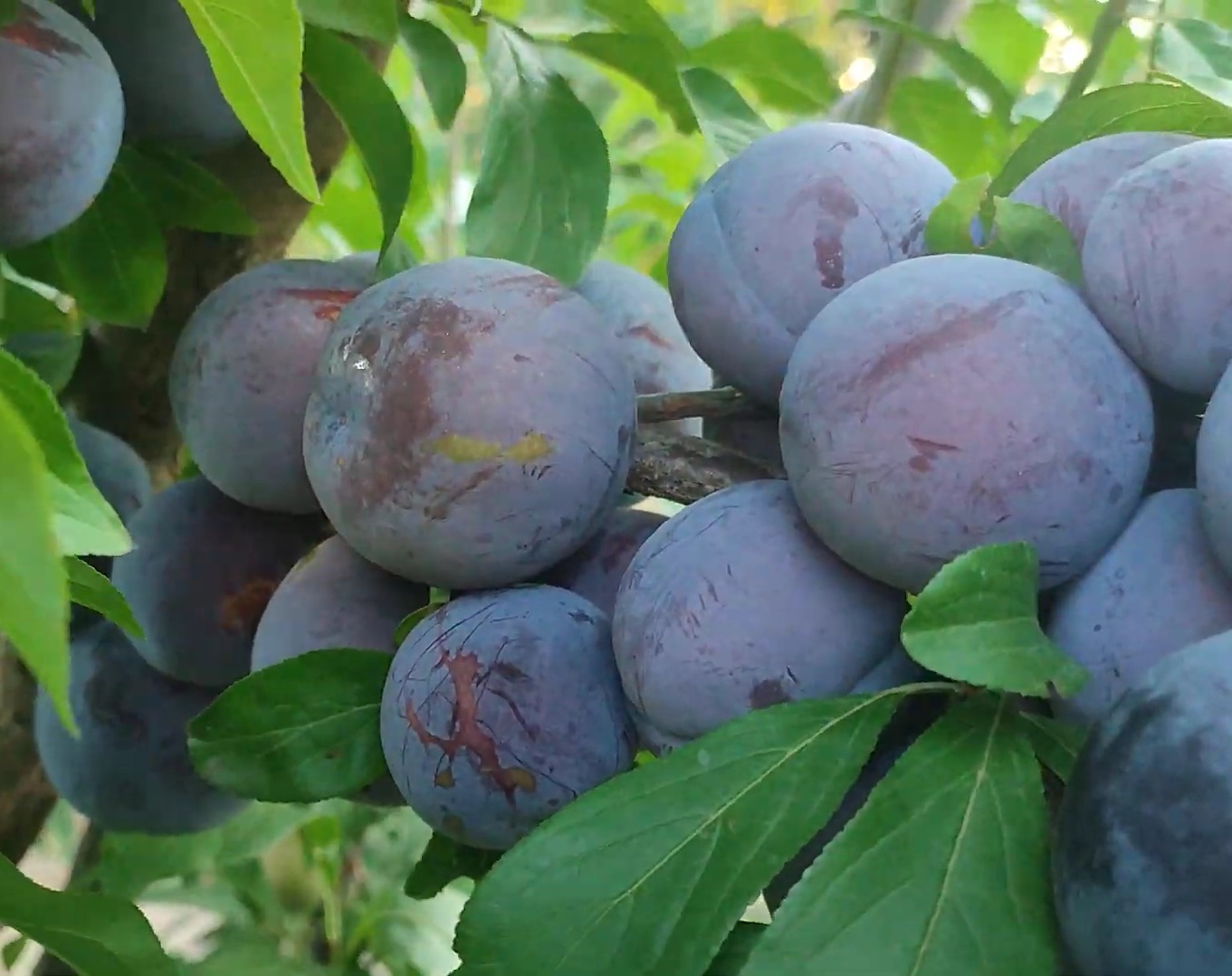 Купити Сливу "Ерлі Квін"