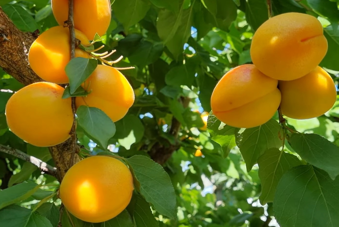 Купити Абрикос "Ерлі Ред Оранж" 