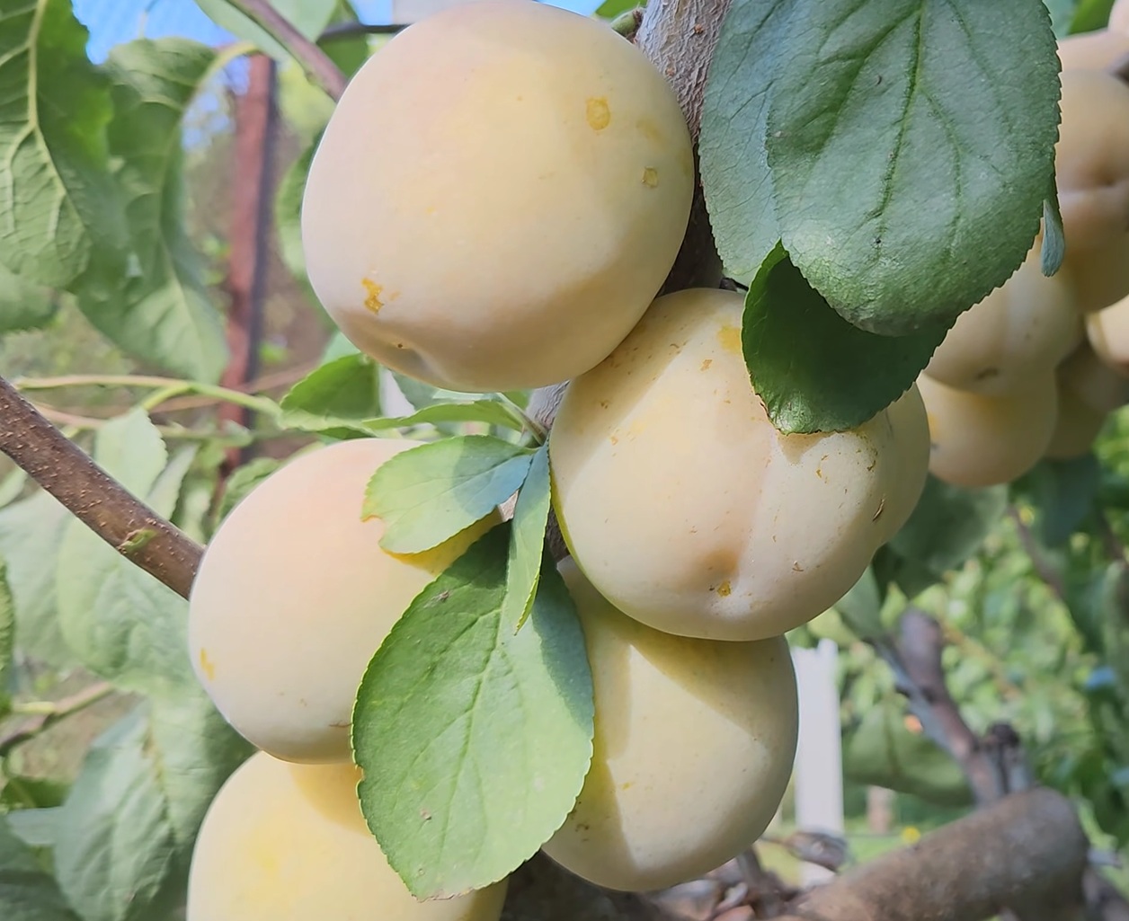 Гібрид сливи "Жовта Афаска"