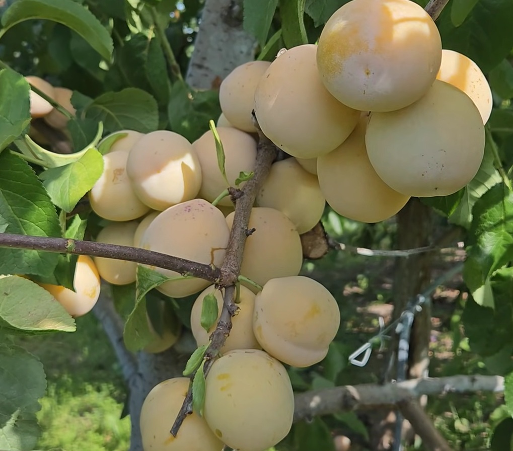 Гібрид сливи "Жовта Афаска"