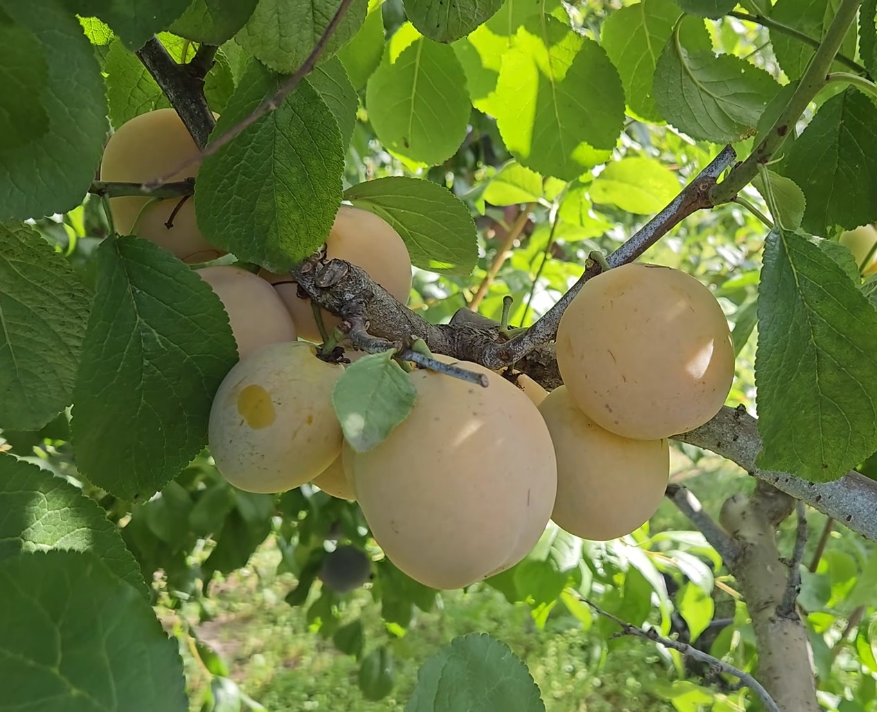 Гібрид сливи "Жовта Афаска"