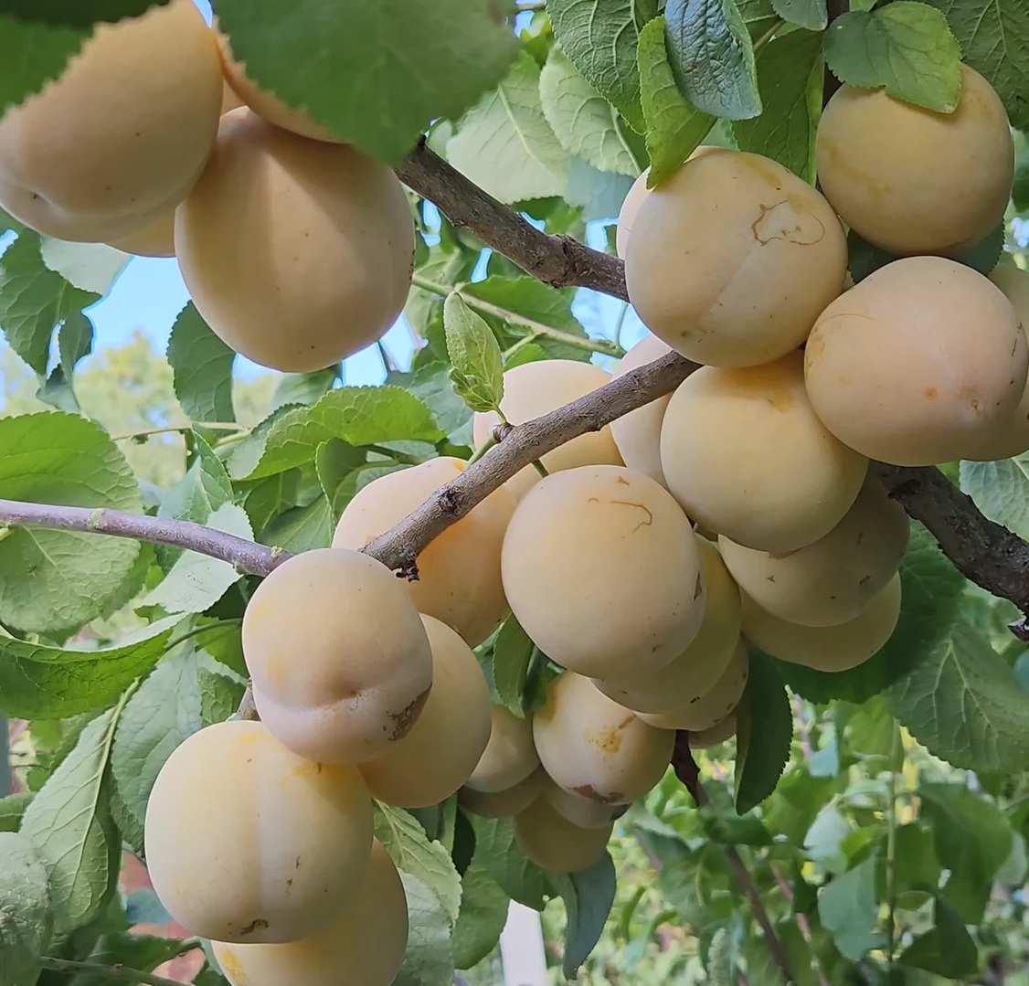 Гібрид сливи "Жовта Афаска"