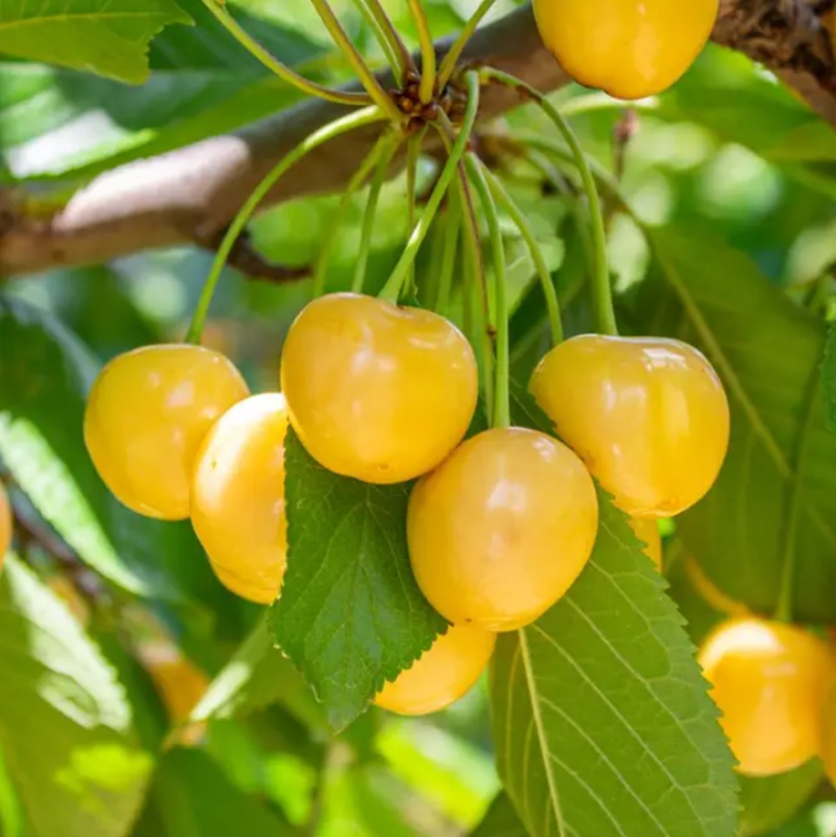 Купити Вишню "Жовта"