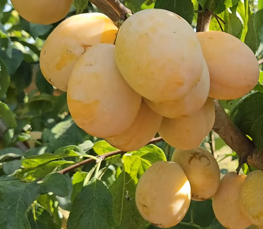 Купити Сливу "Золота крапля"