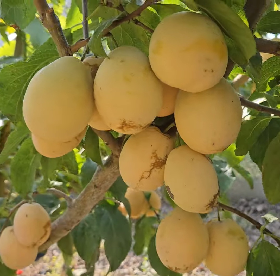 Купить Сливу "Золотая капля"