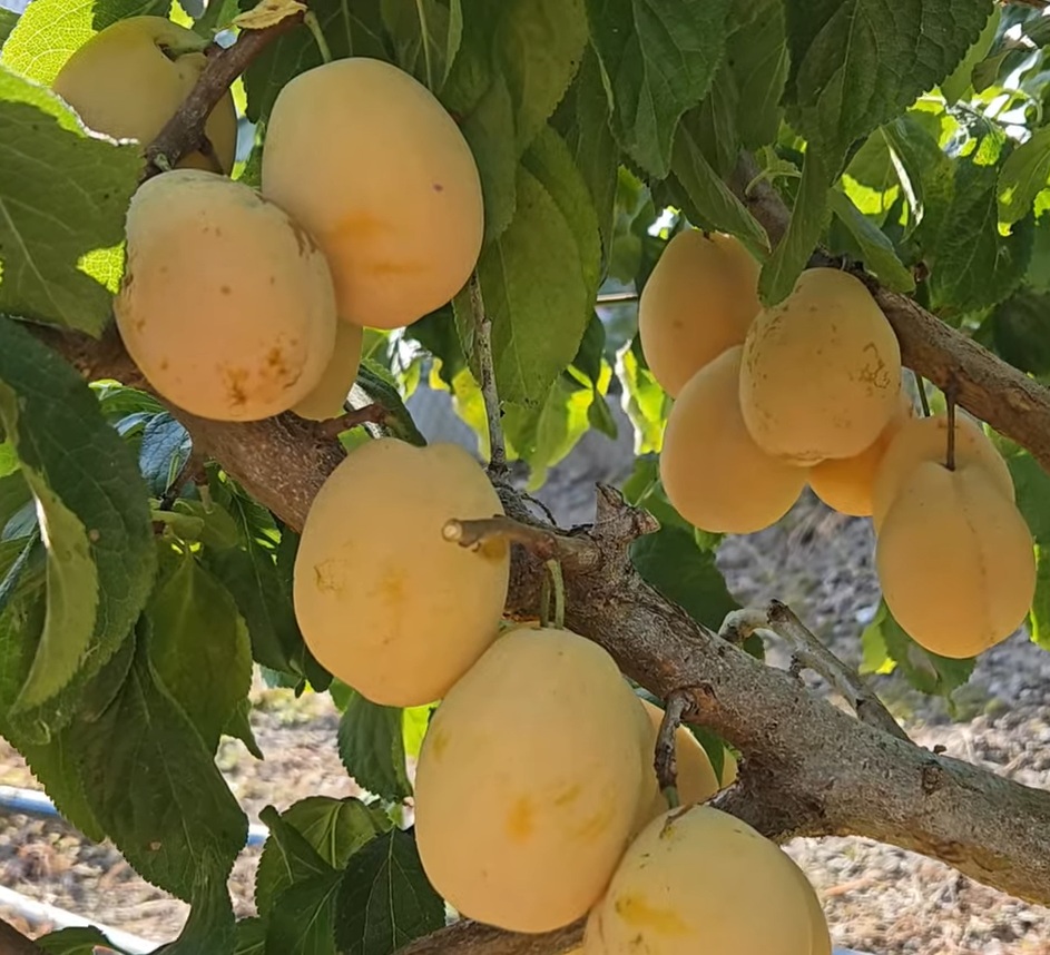 Купити Сливу "Золота крапля"