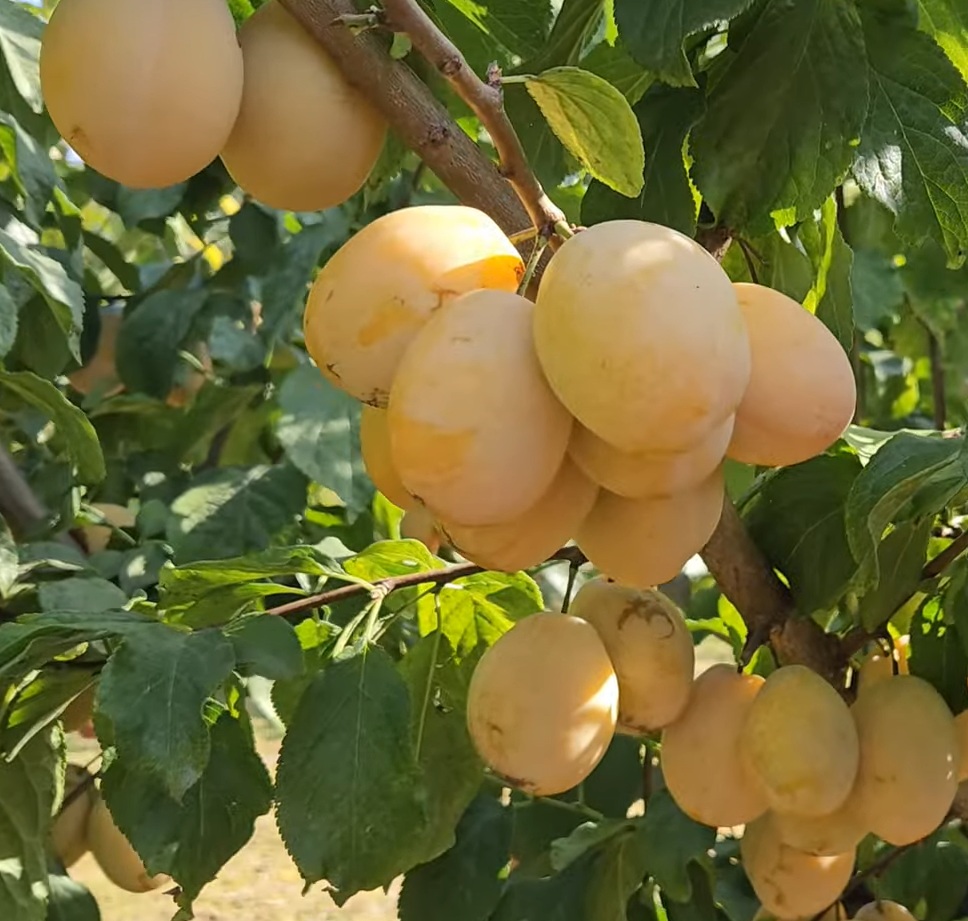 Купити Сливу "Золота крапля"