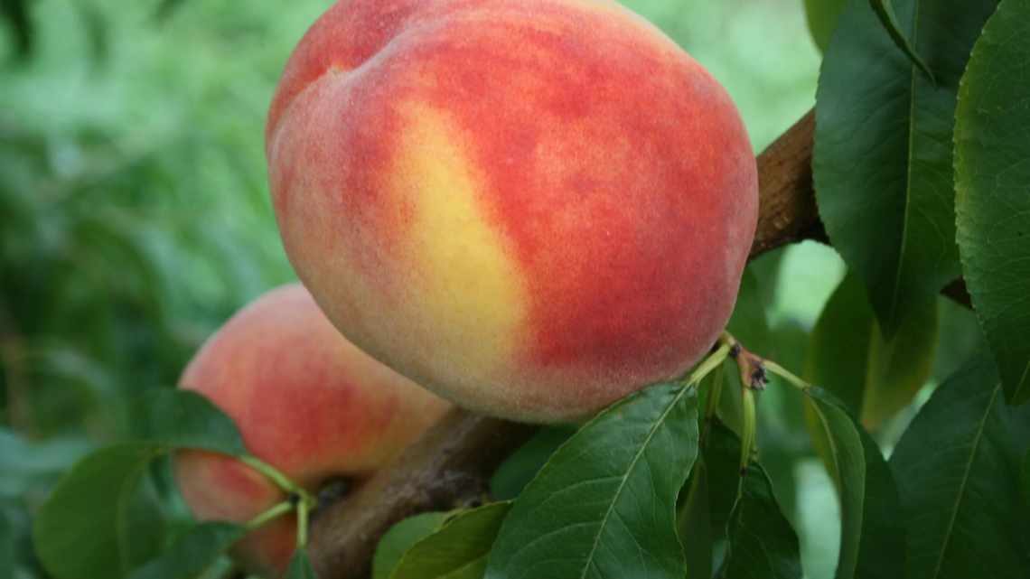 Купить Персик "Золотой юбилей"