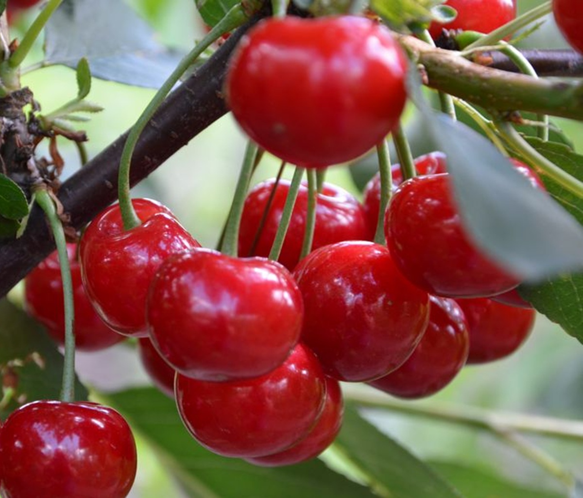 Купить Вишню "Встреча"