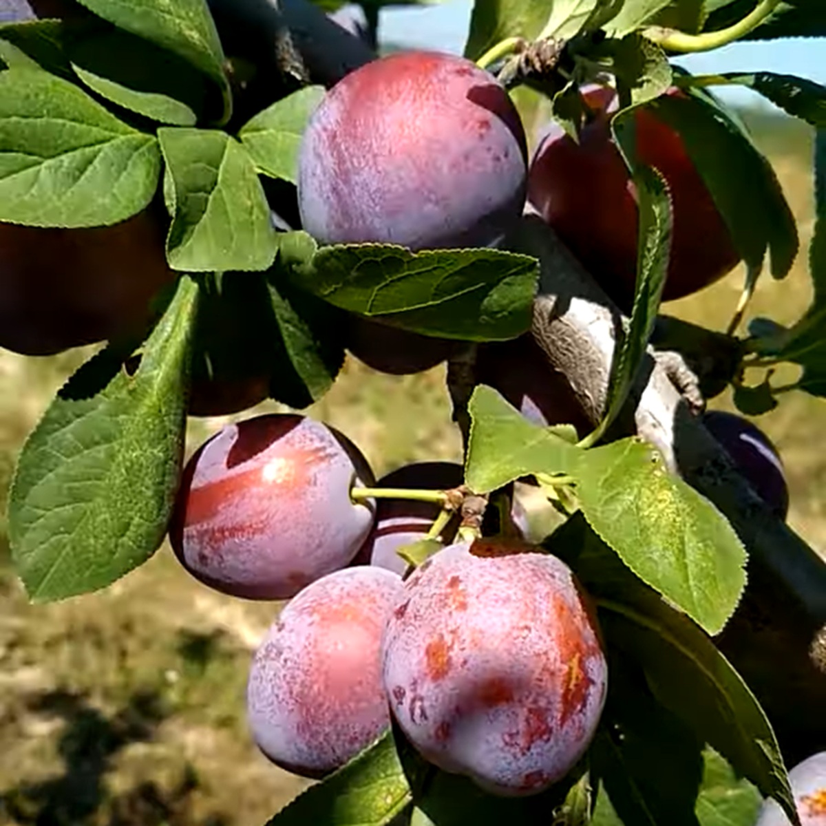 Купити Сливу "Кабардинська рання"