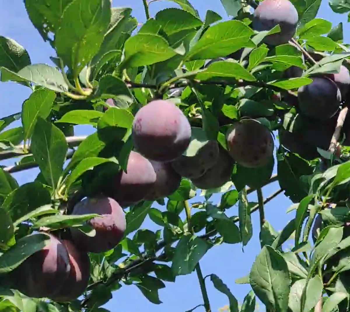 Купити Сливу "Кабардинська рання"