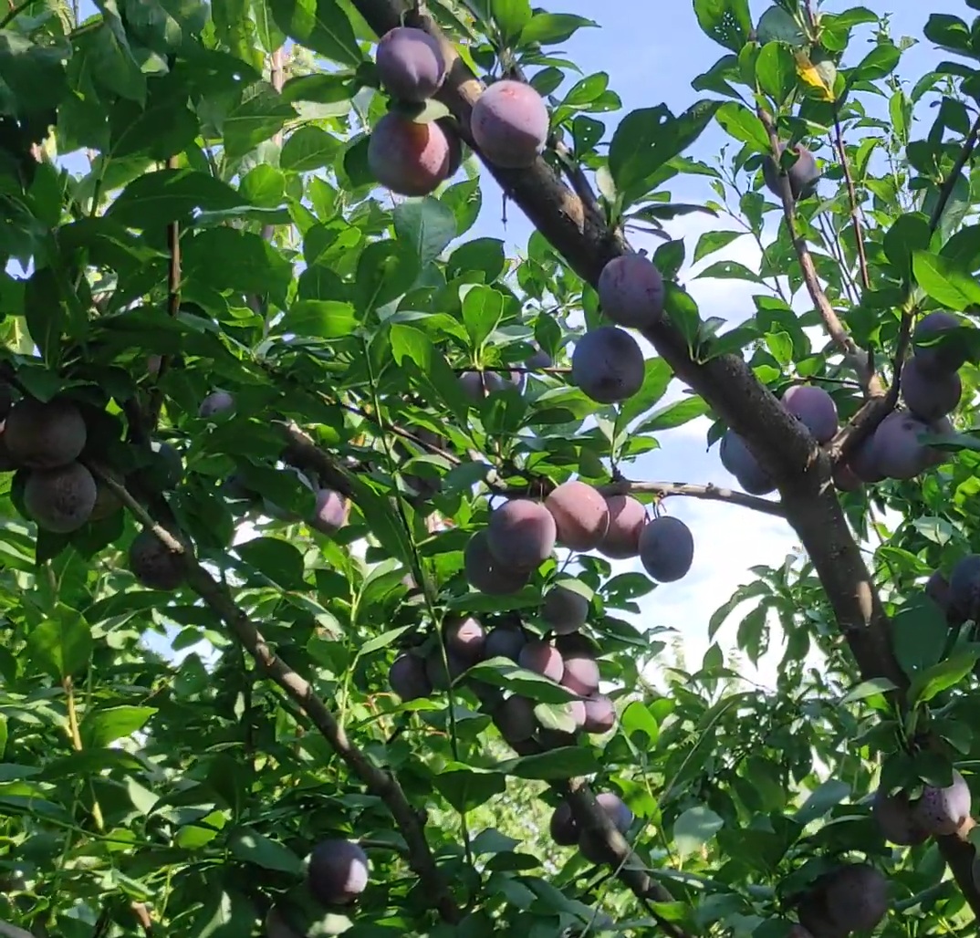 Купити Сливу "Кабардинська рання"