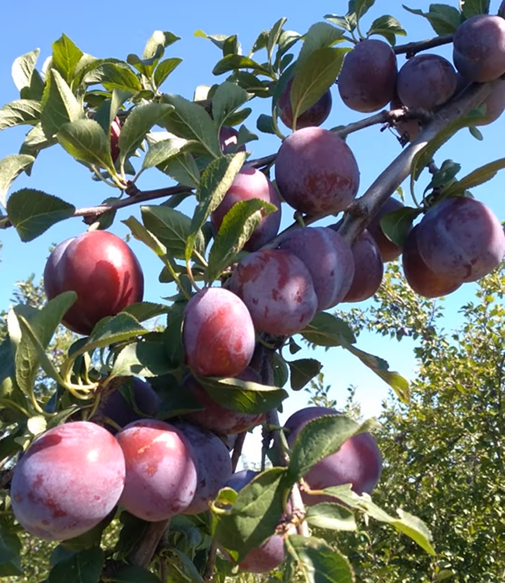 Купити Сливу "Кабардинська рання"