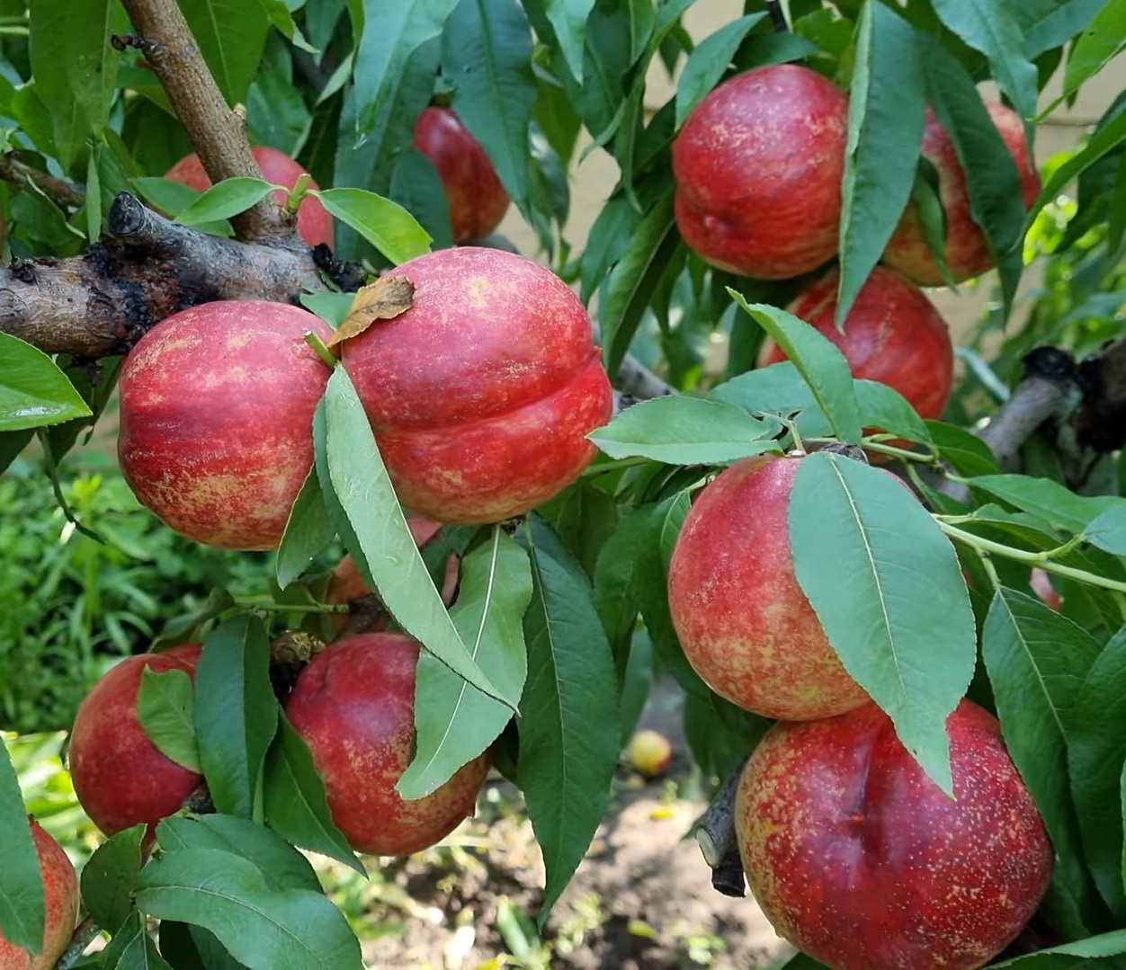 Купить Нектарин "Калдези"