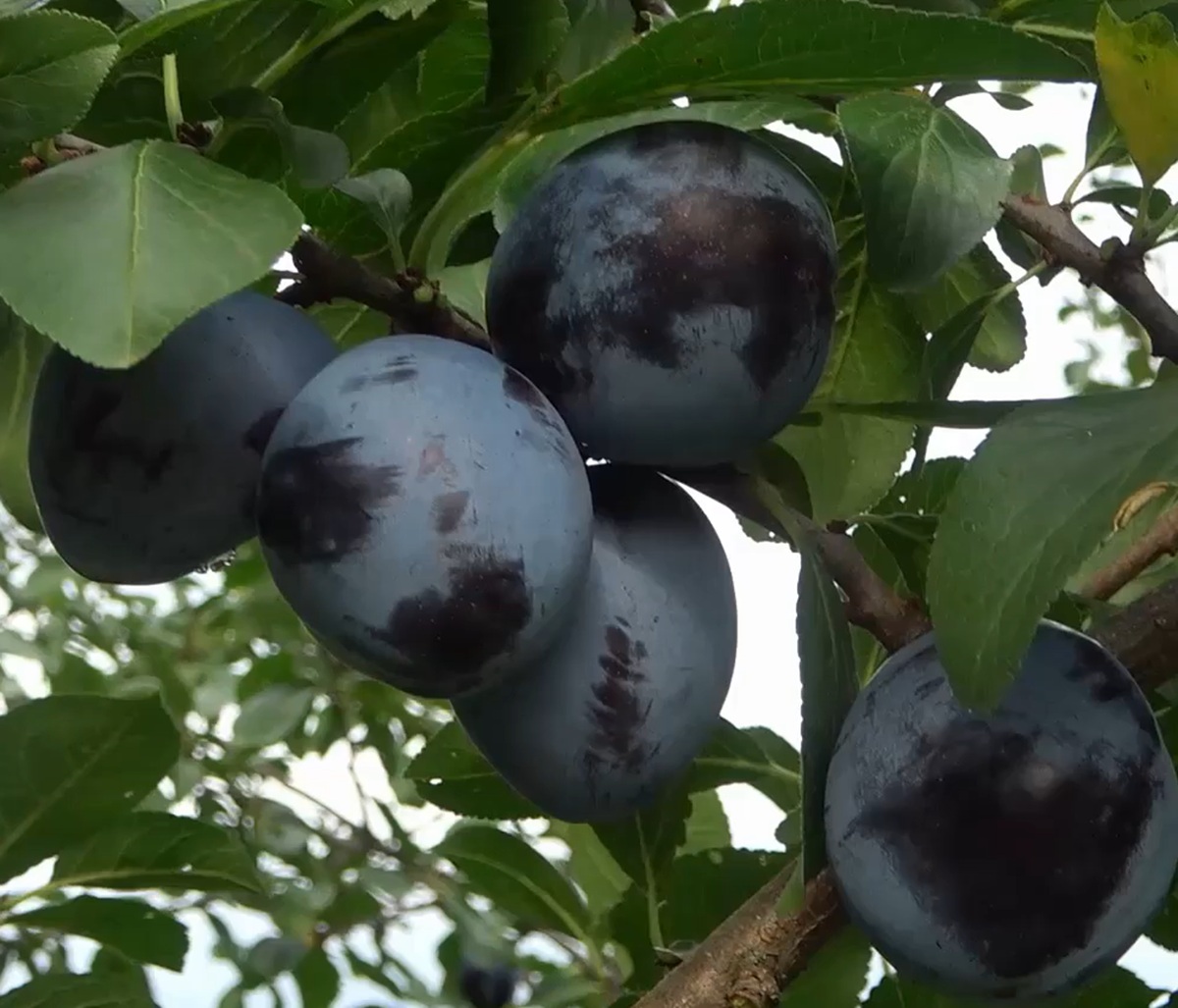 Купить Сливу "Калипсо"