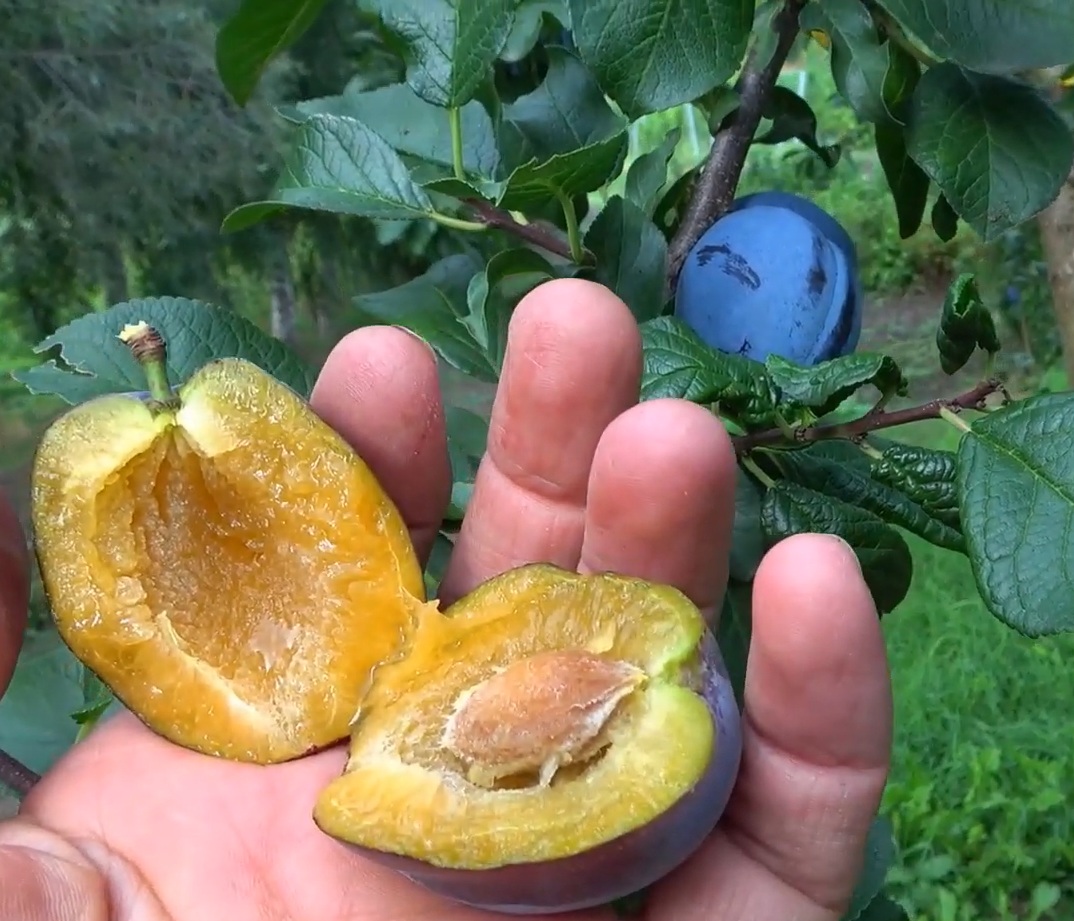 Купити Сливу "Каліпсо"