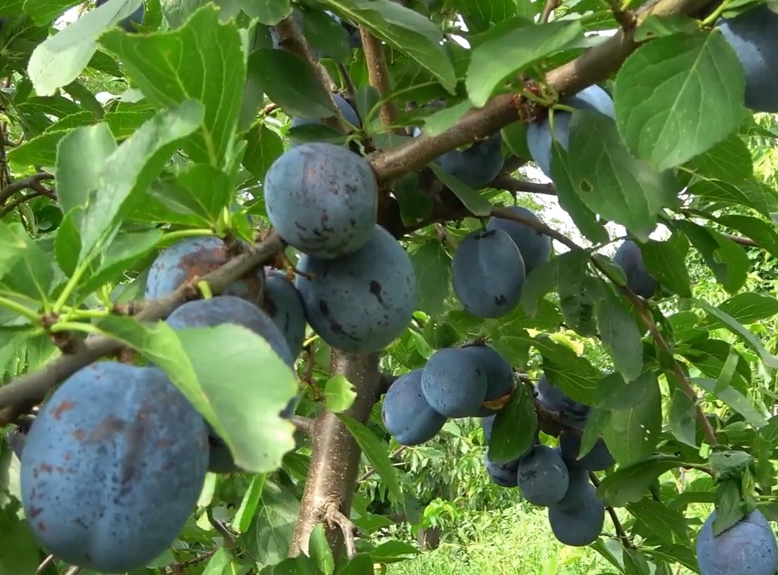 Купити Сливу "Каліфорнія Блю"