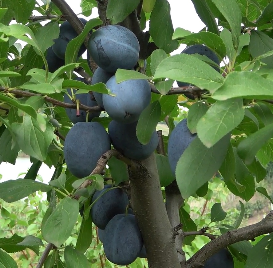 Купити Сливу "Каліфорнія Блю"