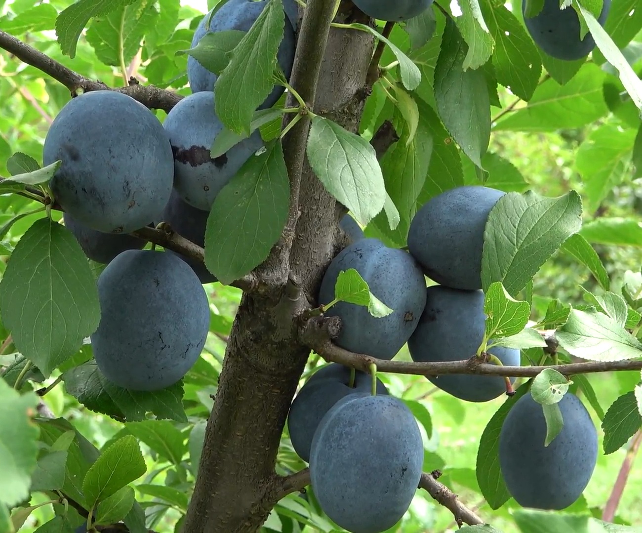 Купити Сливу "Каліфорнія Блю"