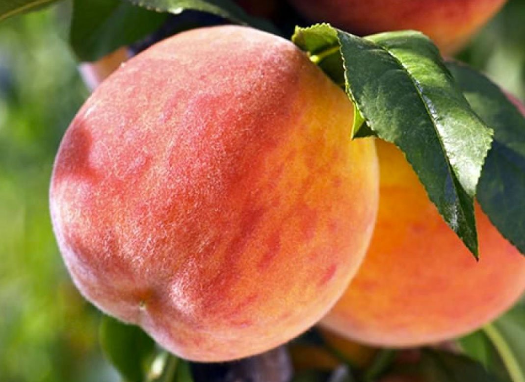 Купити Персик "Кардинал"