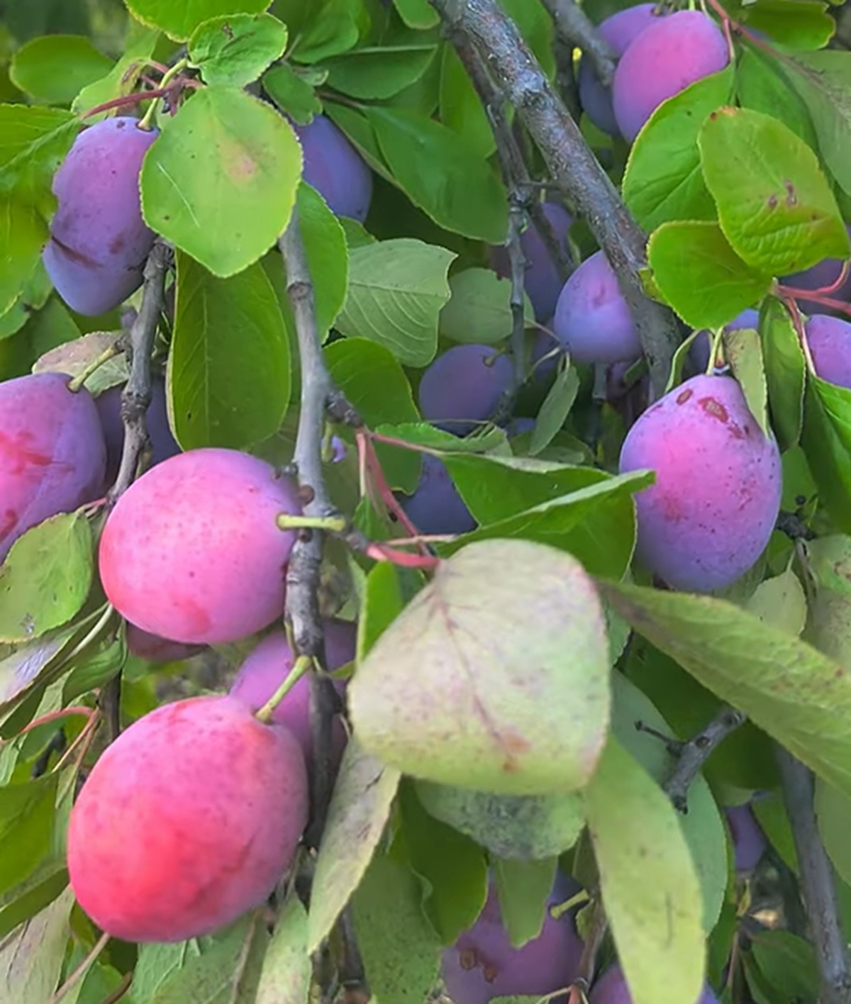 Купить Сливу "Кыргызская Чудесная"