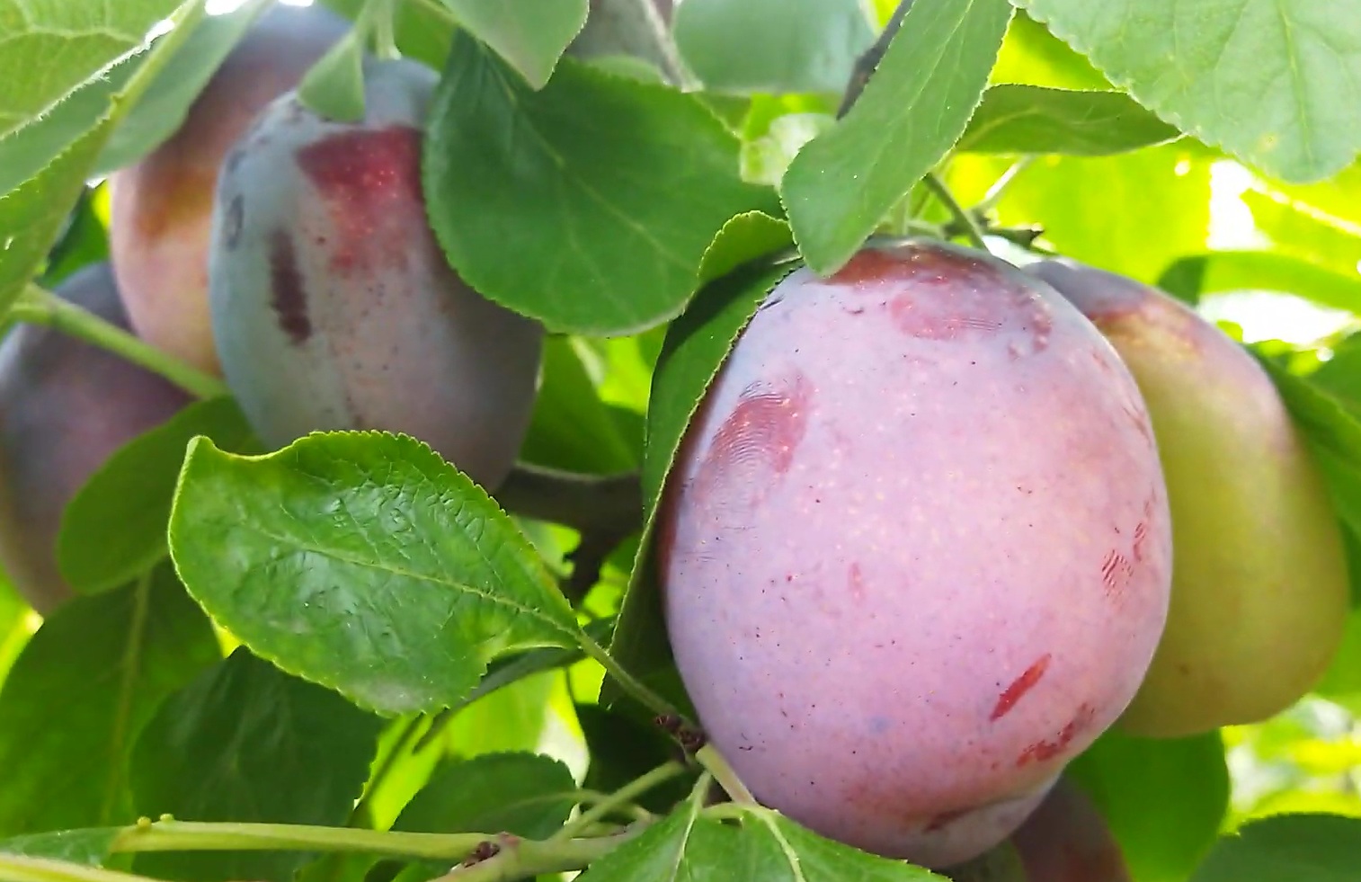 Купить Сливу "Кыргызская Чудесная"