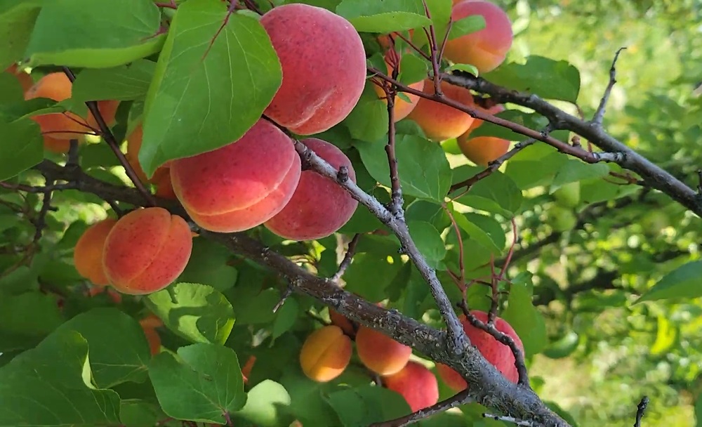 Купить Абрикос "Киевский Красавец"