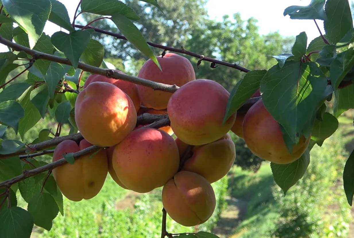 Купити Абрикос "Київський Красень"