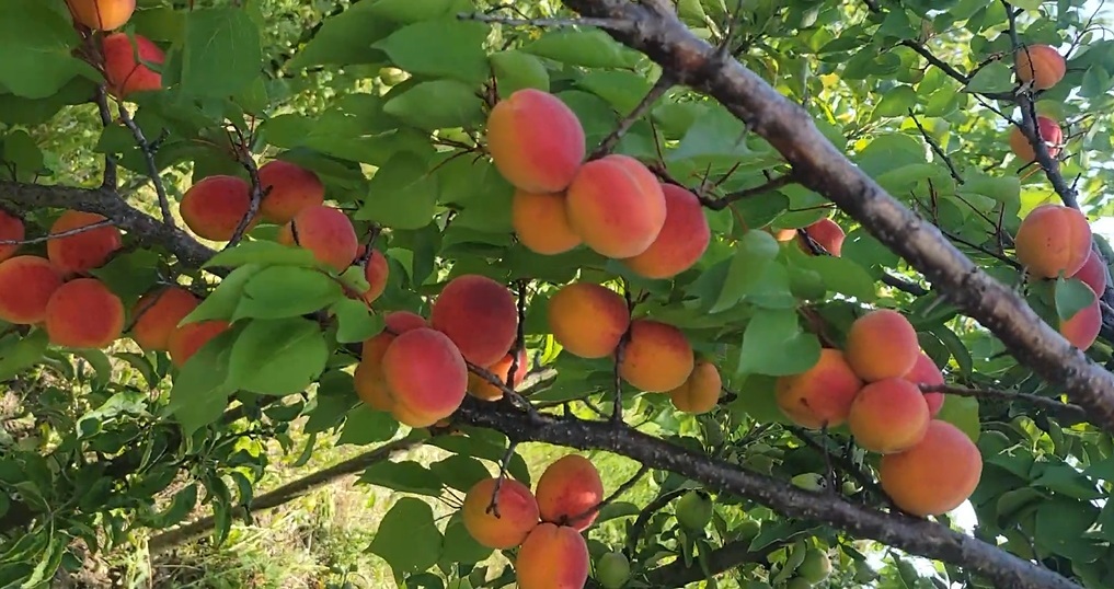 Купити Абрикос "Київський Красень"