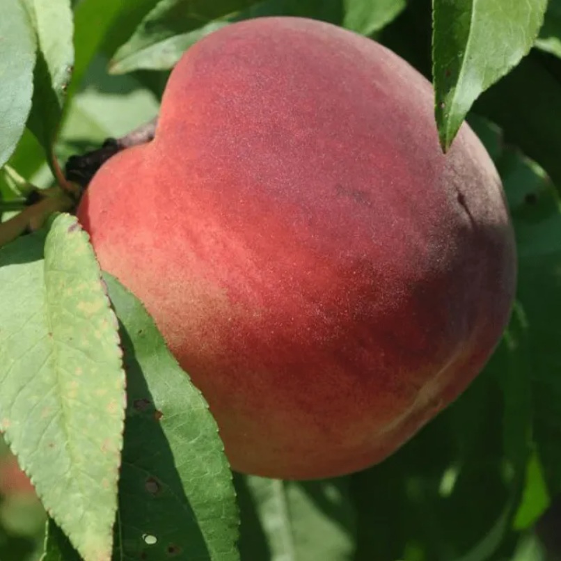 Купить Персик "Княжеское золото"