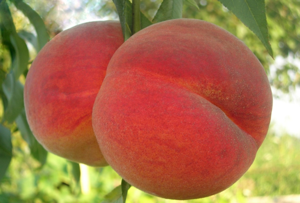 Купить Персик "Княжеское золото"
