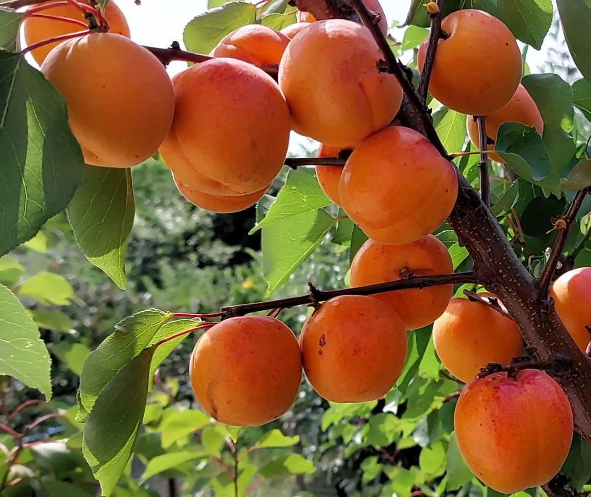 Купить саженец абрикоса Колорадо