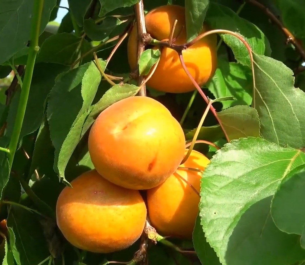 Купити саджанець абрикос Колорадо 