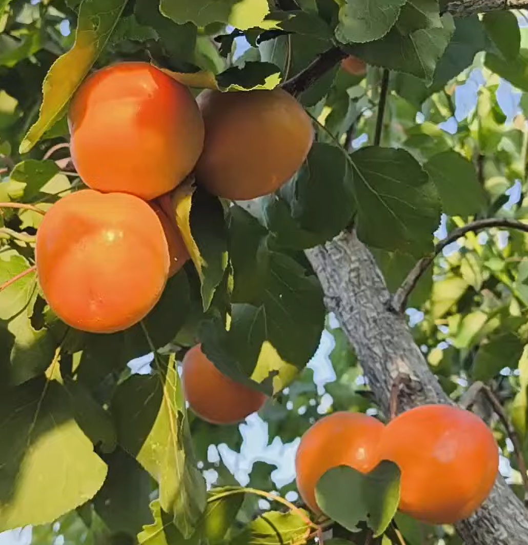 Купити саджанець абрикос Колорадо 