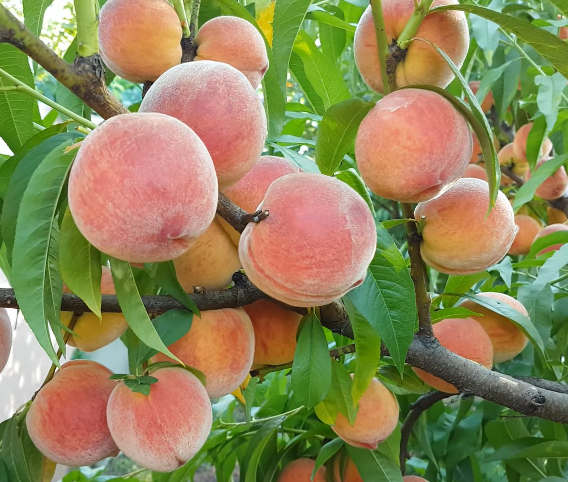 Купити Персик "Кондор"