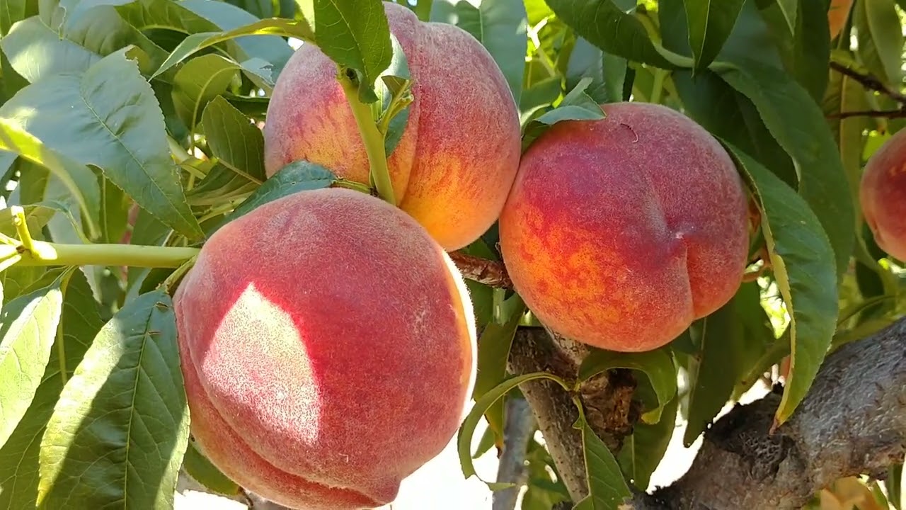 Купити Персик "Кондор"