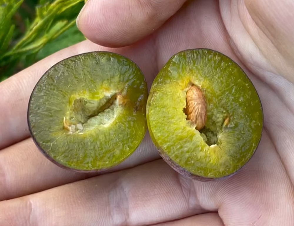 Купить Сливу "Конквест"