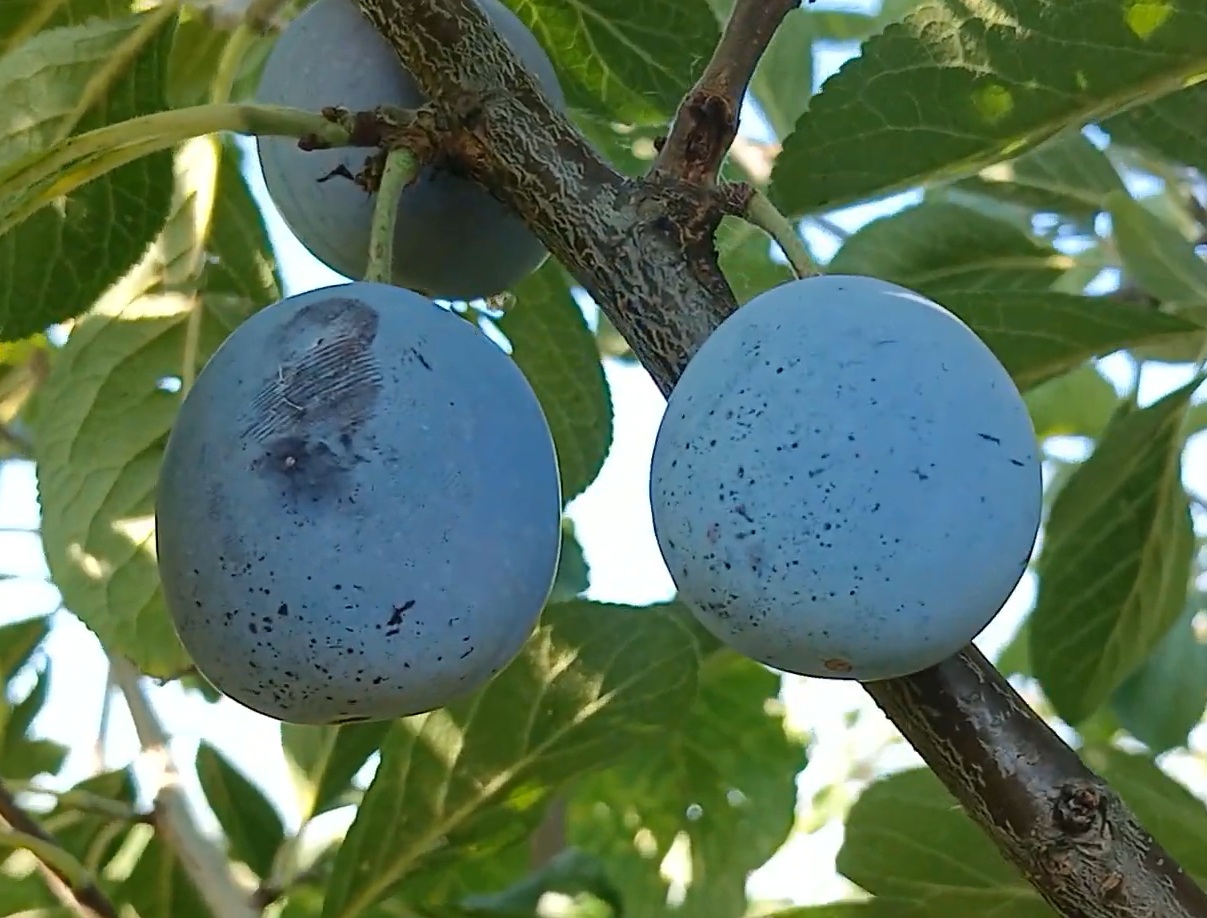 Купити Сливу "Конквест"