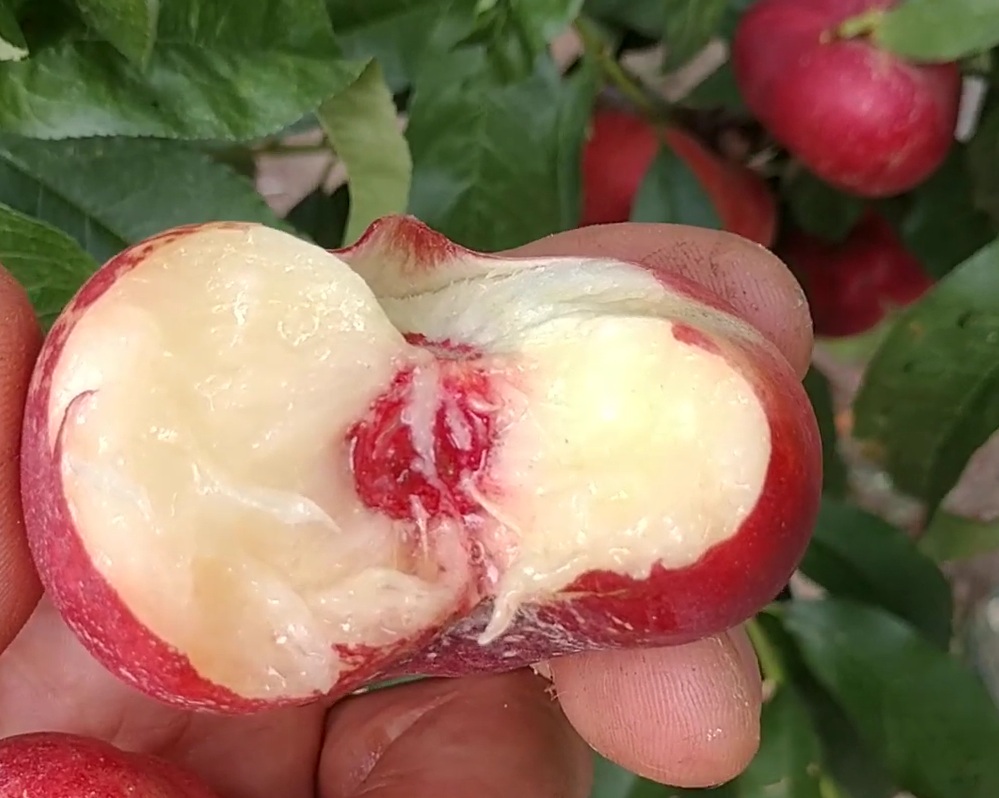 Купити Інжирний нектарин "Концеттіна"