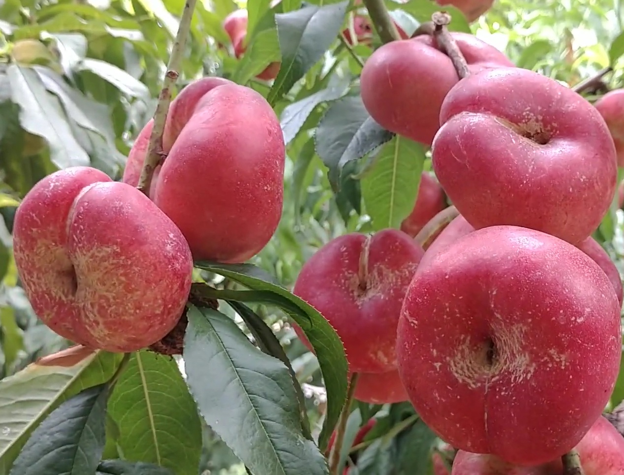 Купити Інжирний нектарин "Концеттіна"