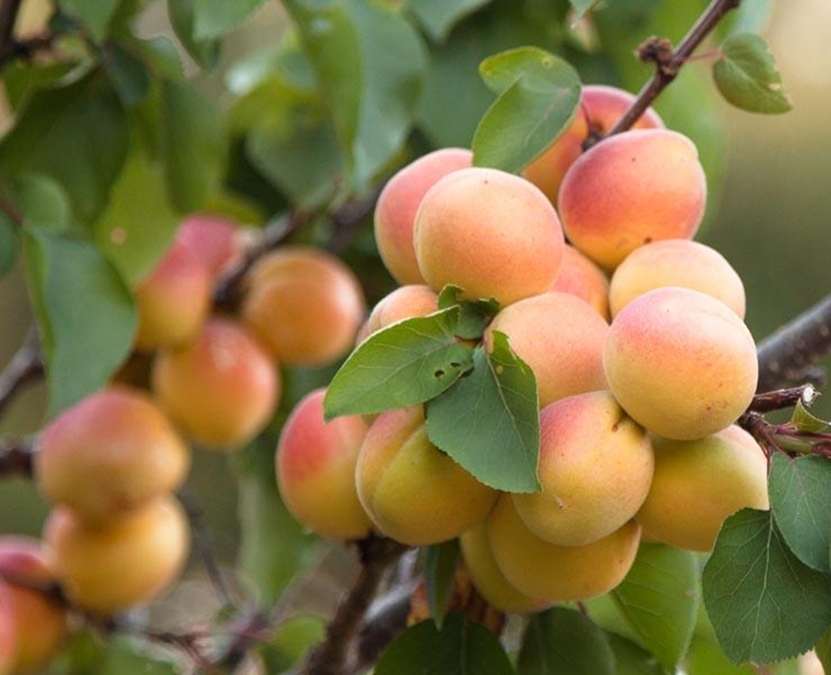 Купити Гібрид абрикоса "Кот-Н-Канді"