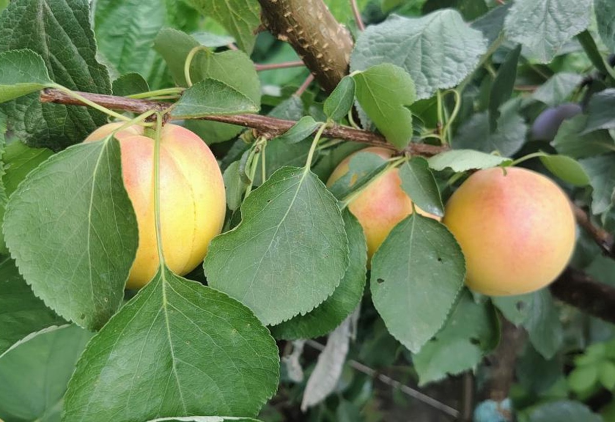 Купити Гібрид абрикоса "Кот-Н-Канді"