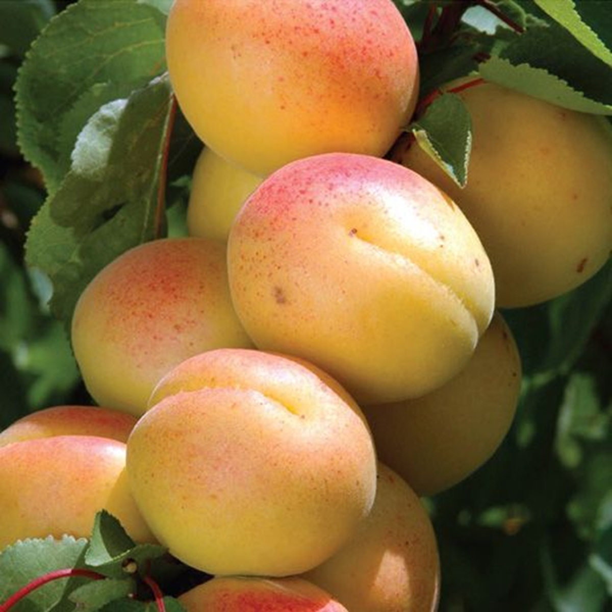 Купити Гібрид абрикоса "Кот-Н-Канді"